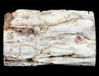 Polished Petrified Wood Limb - Madagascar #54589-1